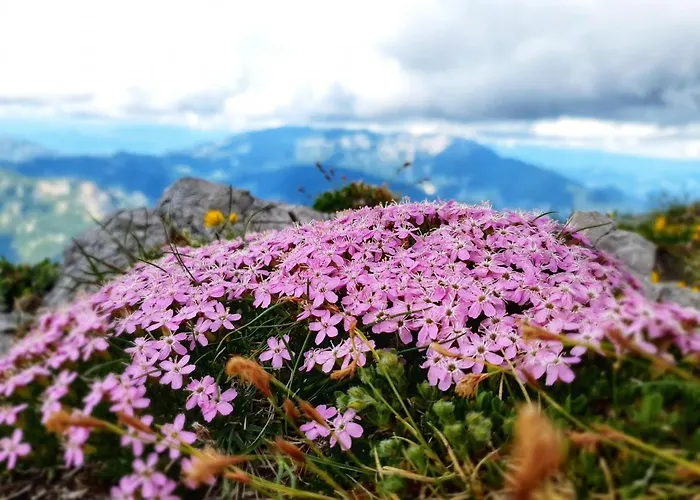 Pur Pikovo Vikendica